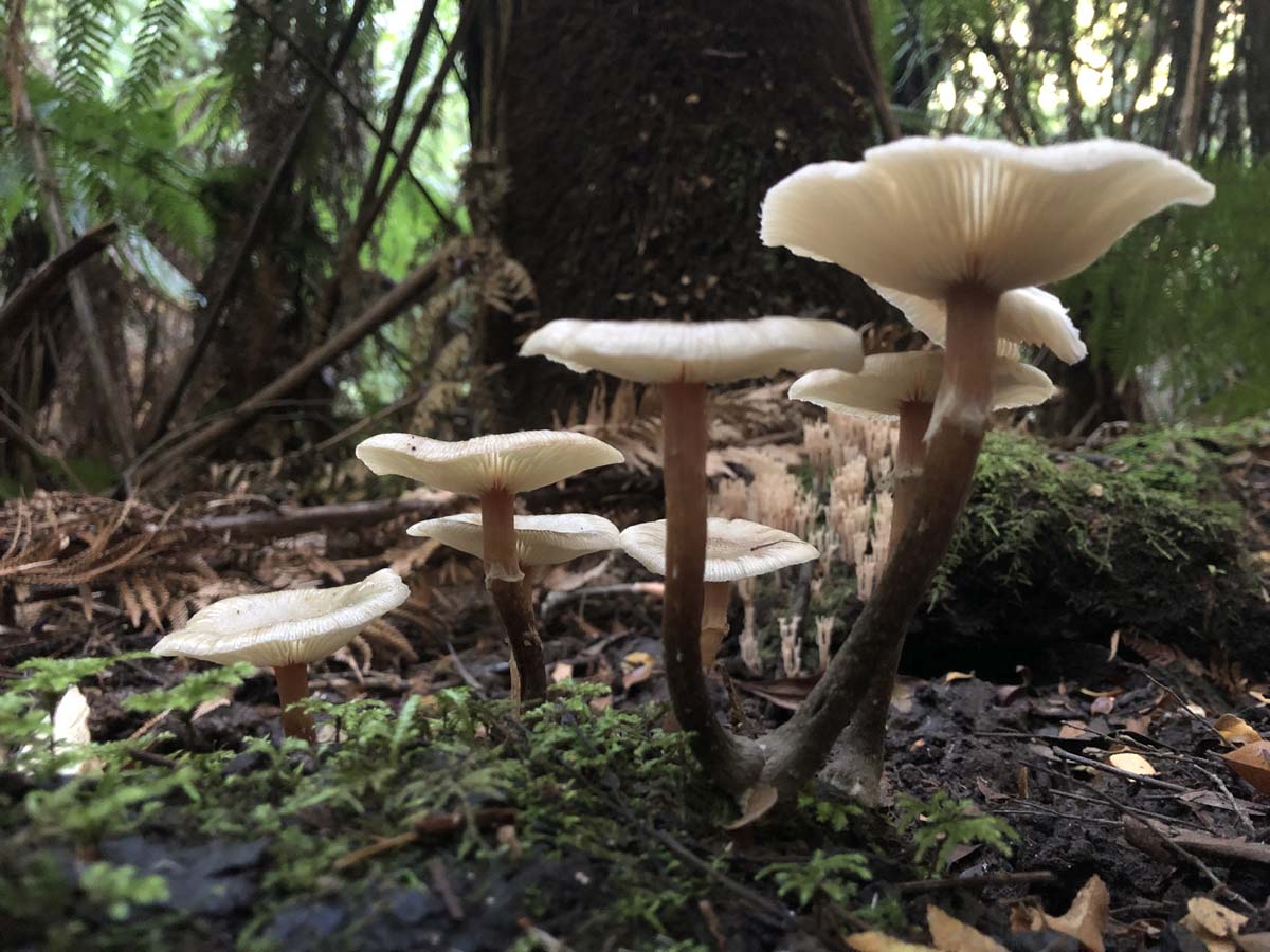 Tarra bulga scenic circuit 26