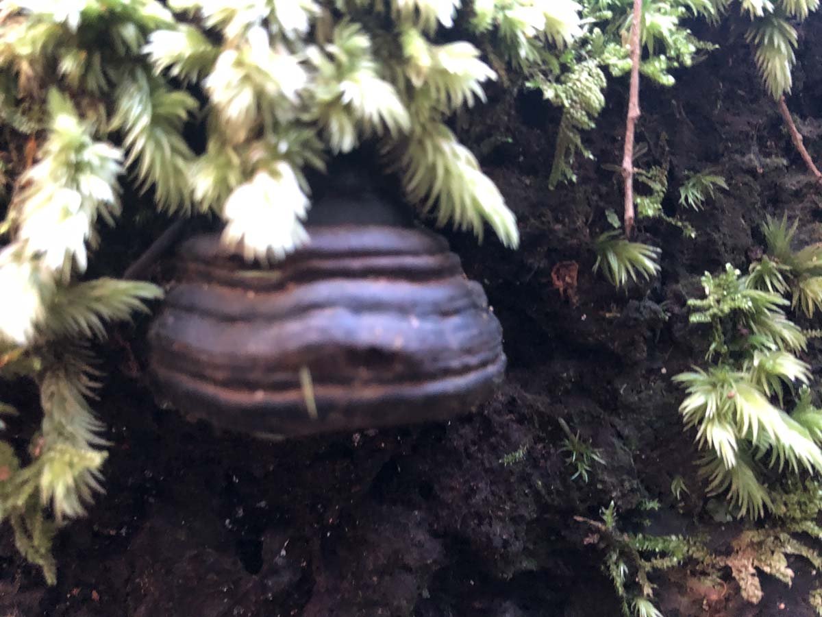 Tarra bulga scenic circuit 38