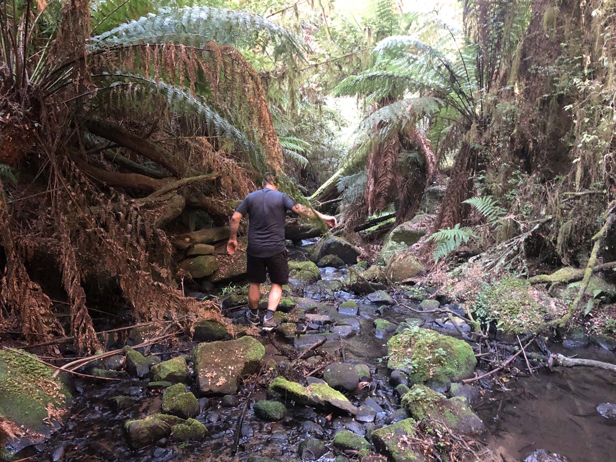 Tarra bulga scenic circuit 59