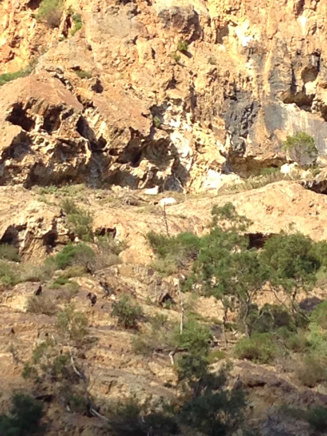 The bluff, pyramid rock & ironbark gorge hike (45)
