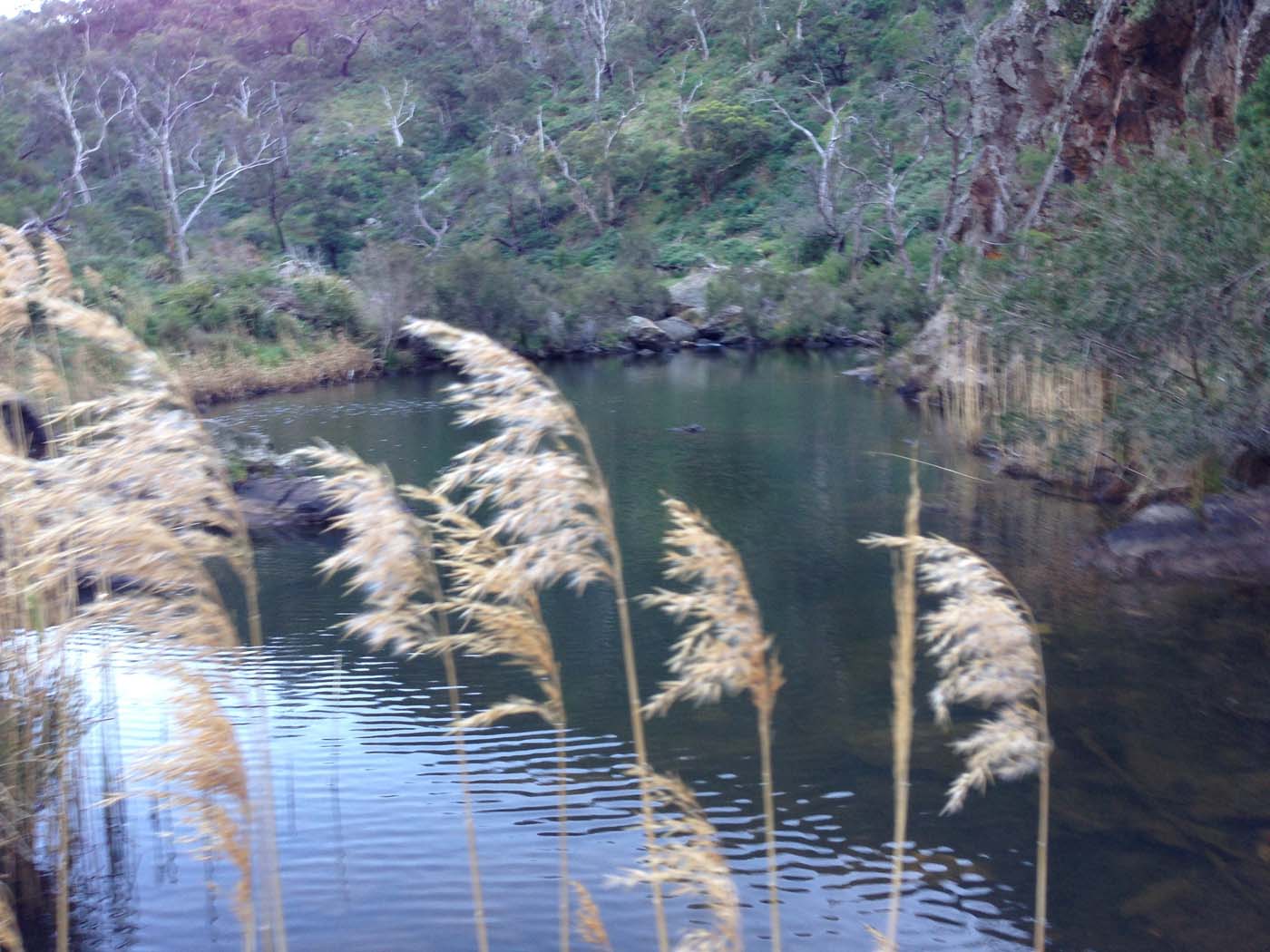 The bluff, pyramid rock & ironbark gorge hike (46)