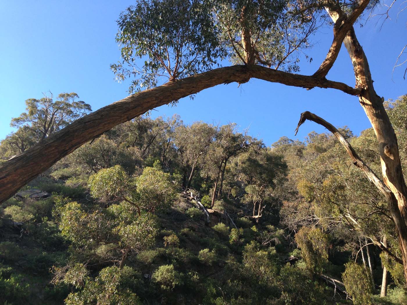 The bluff, pyramid rock & ironbark gorge hike (55)