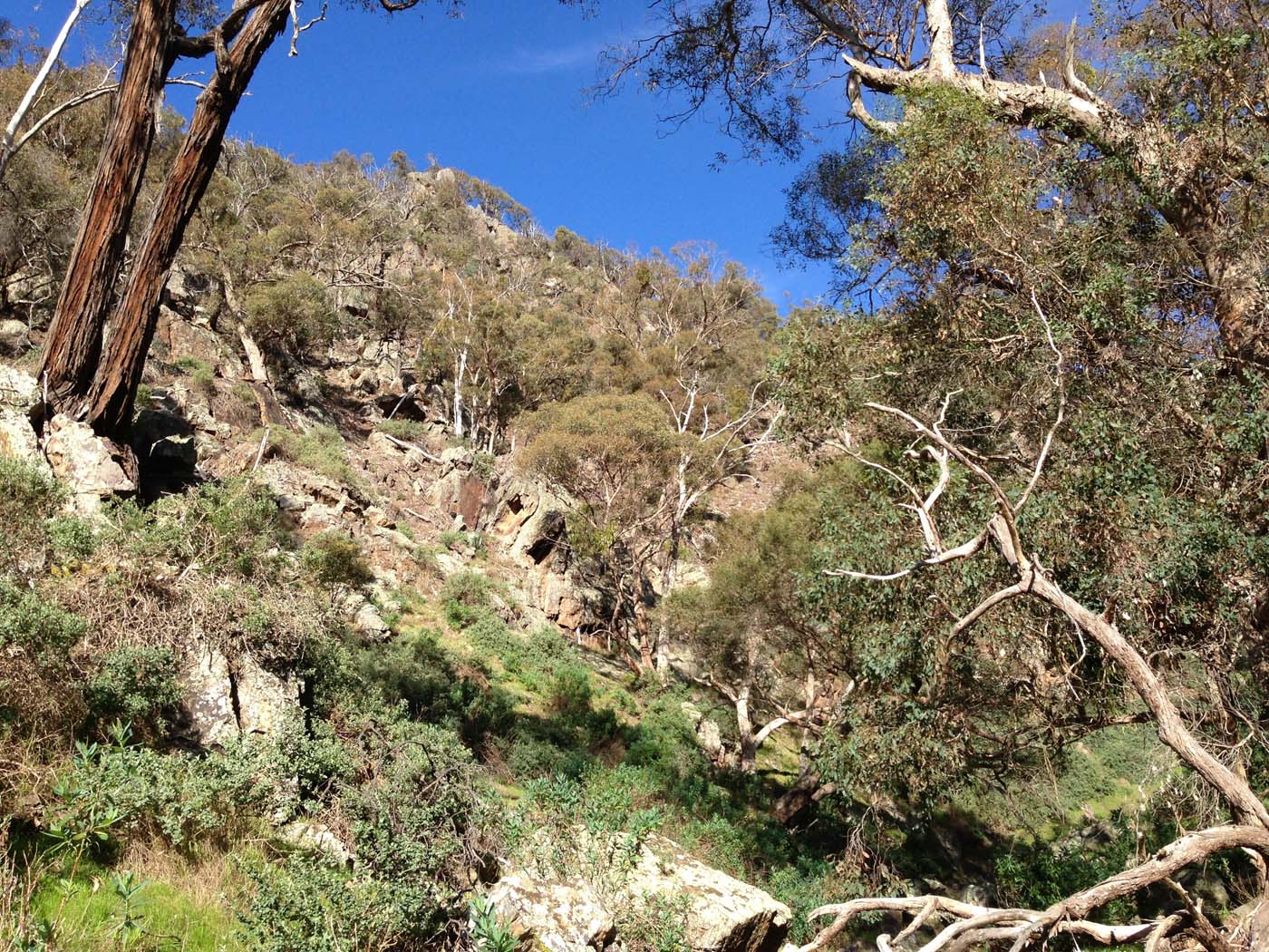 The bluff, pyramid rock & ironbark gorge hike (56)