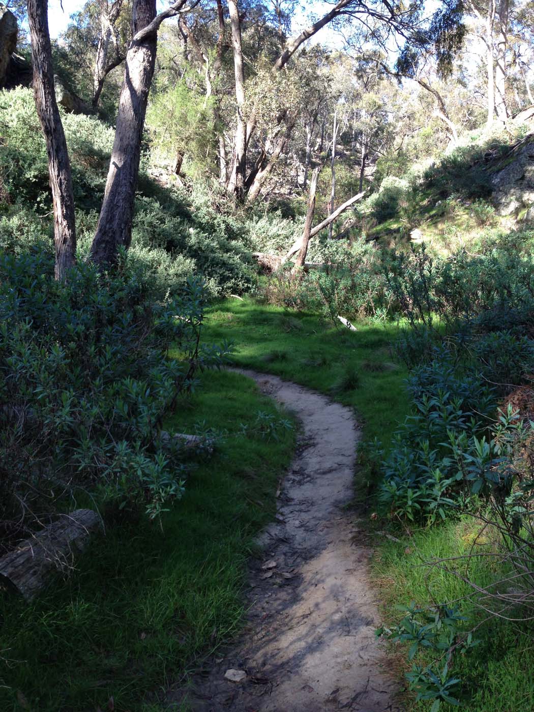The bluff, pyramid rock & ironbark gorge hike (60)