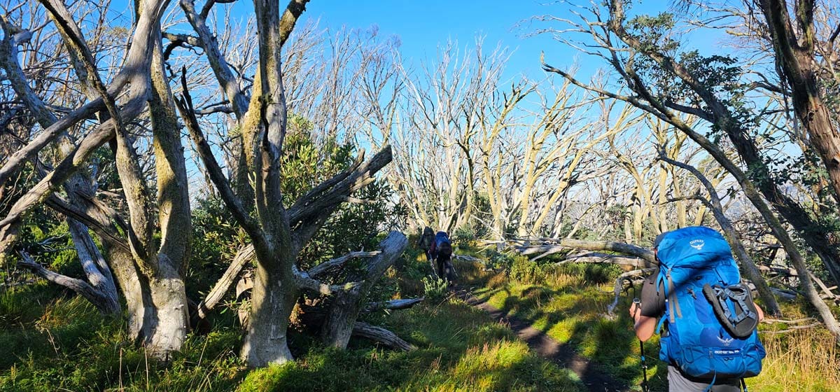 Buller huts trail 6