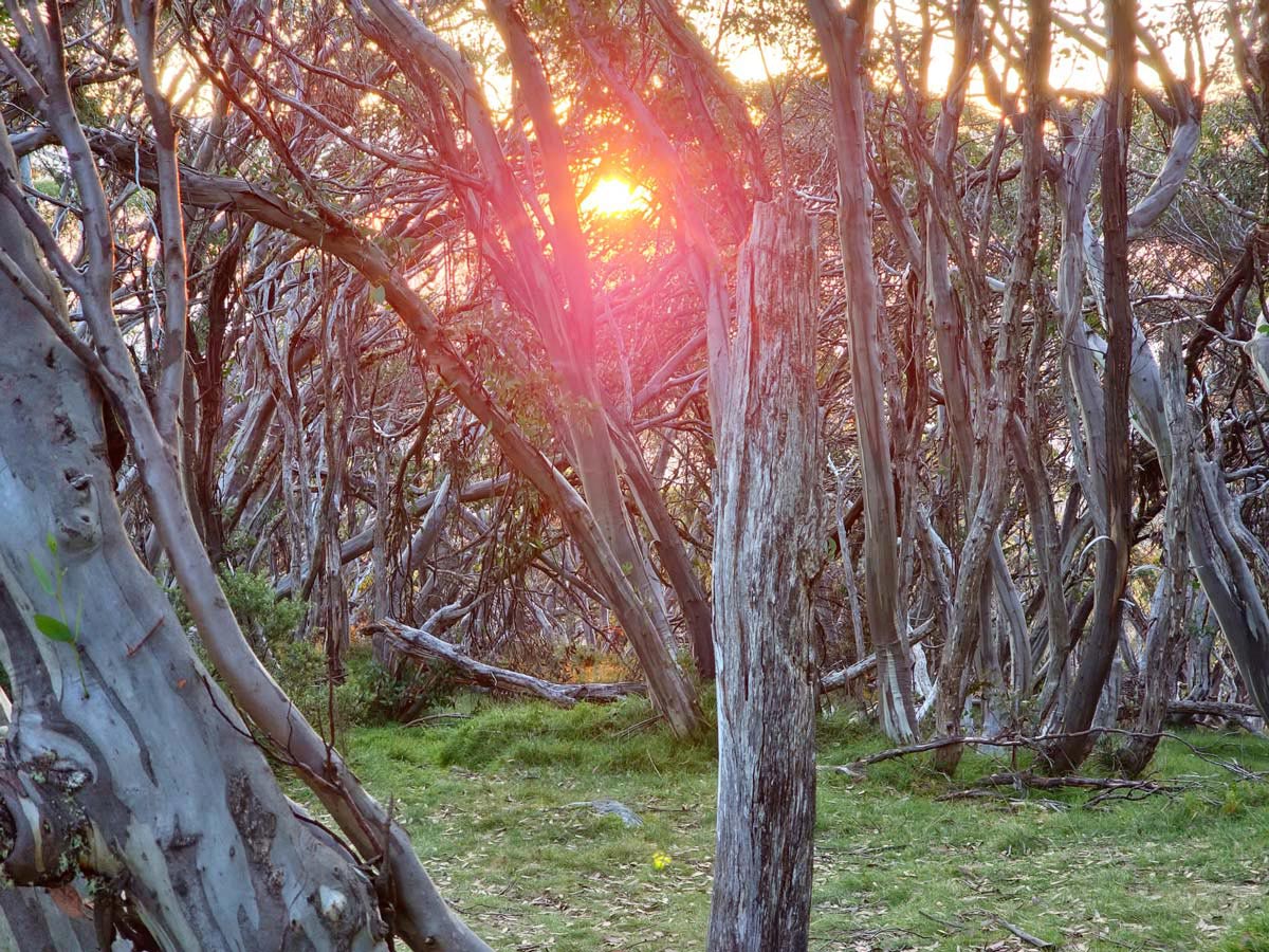 Buller huts trail victoria 28