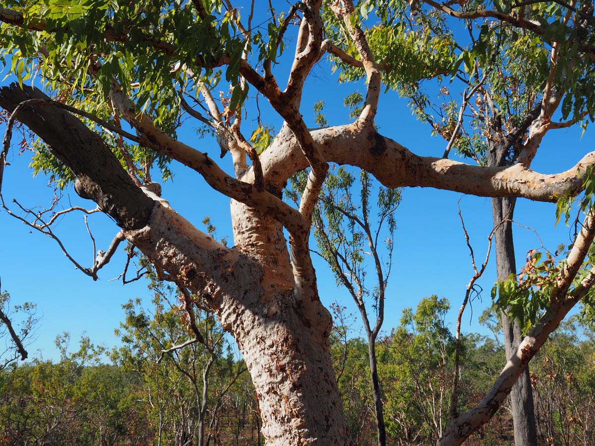 The jatbula trail trek 229