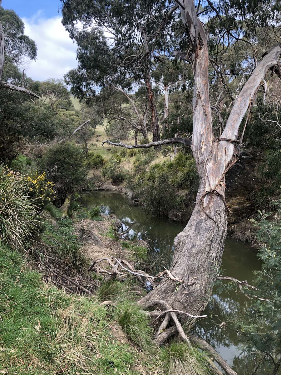 The little forest circuit hike 11