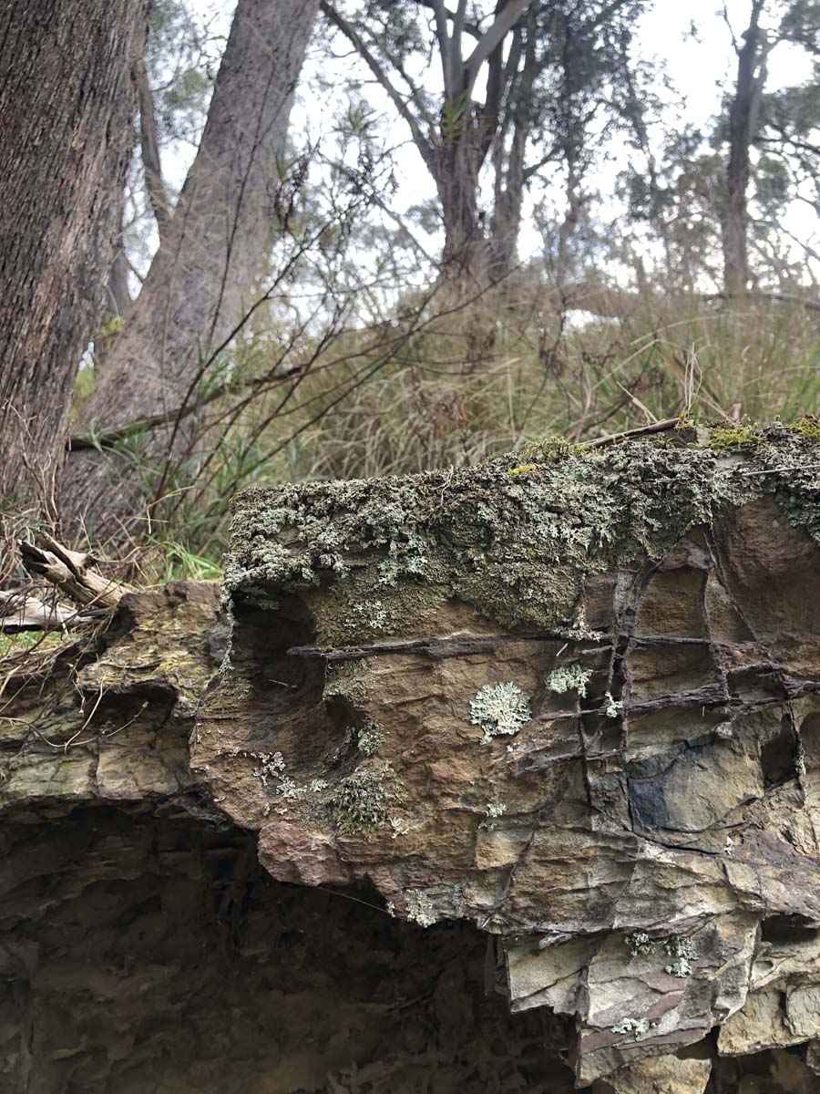 The little forest circuit hike 13