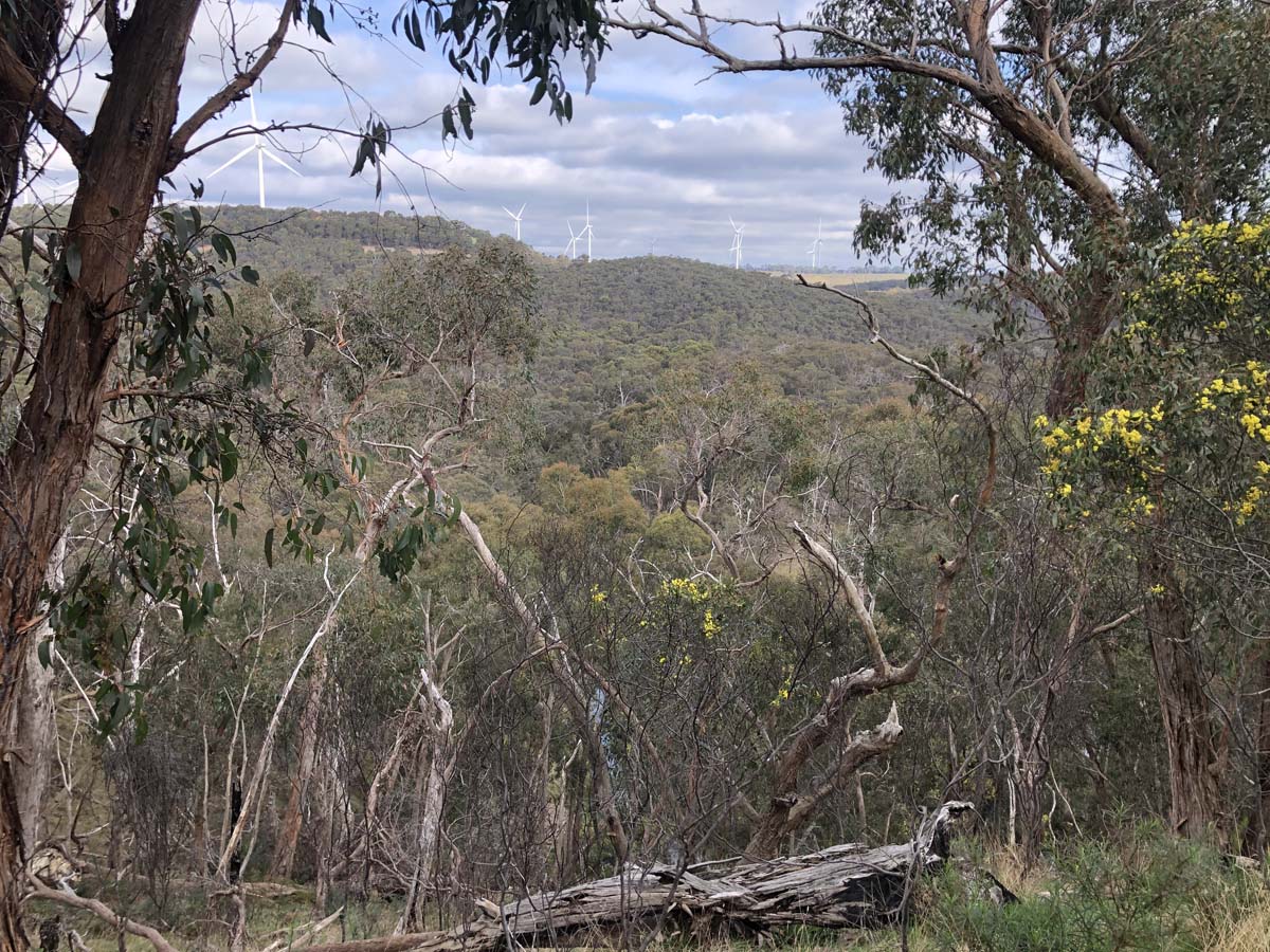 The little forest circuit hike 15