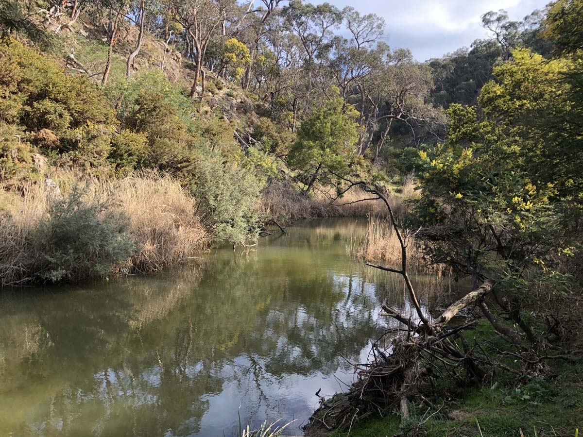 The little forest circuit hike 18