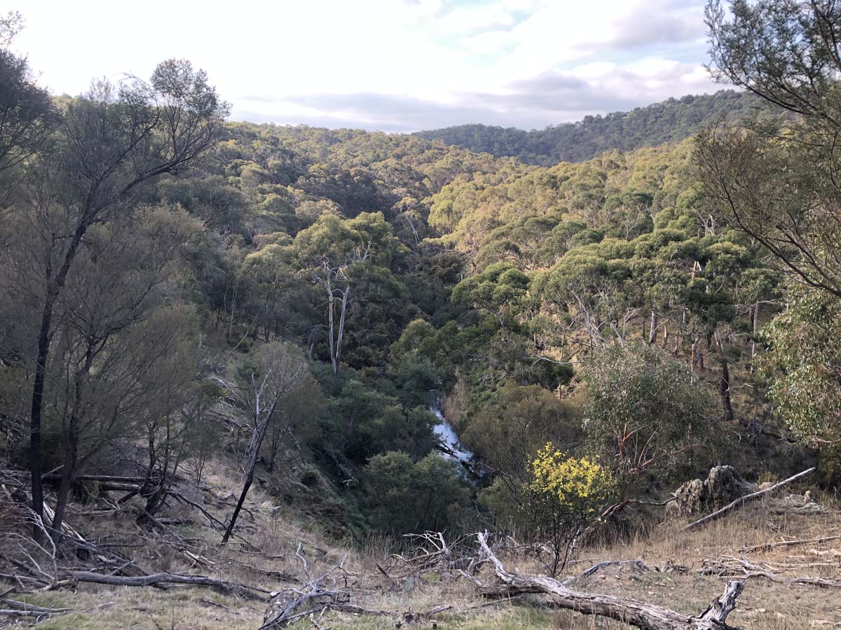 The little forest circuit hike 20