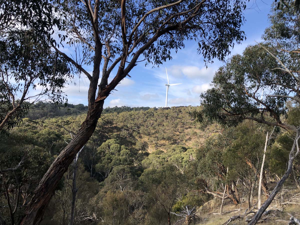 The little forest circuit hike 21