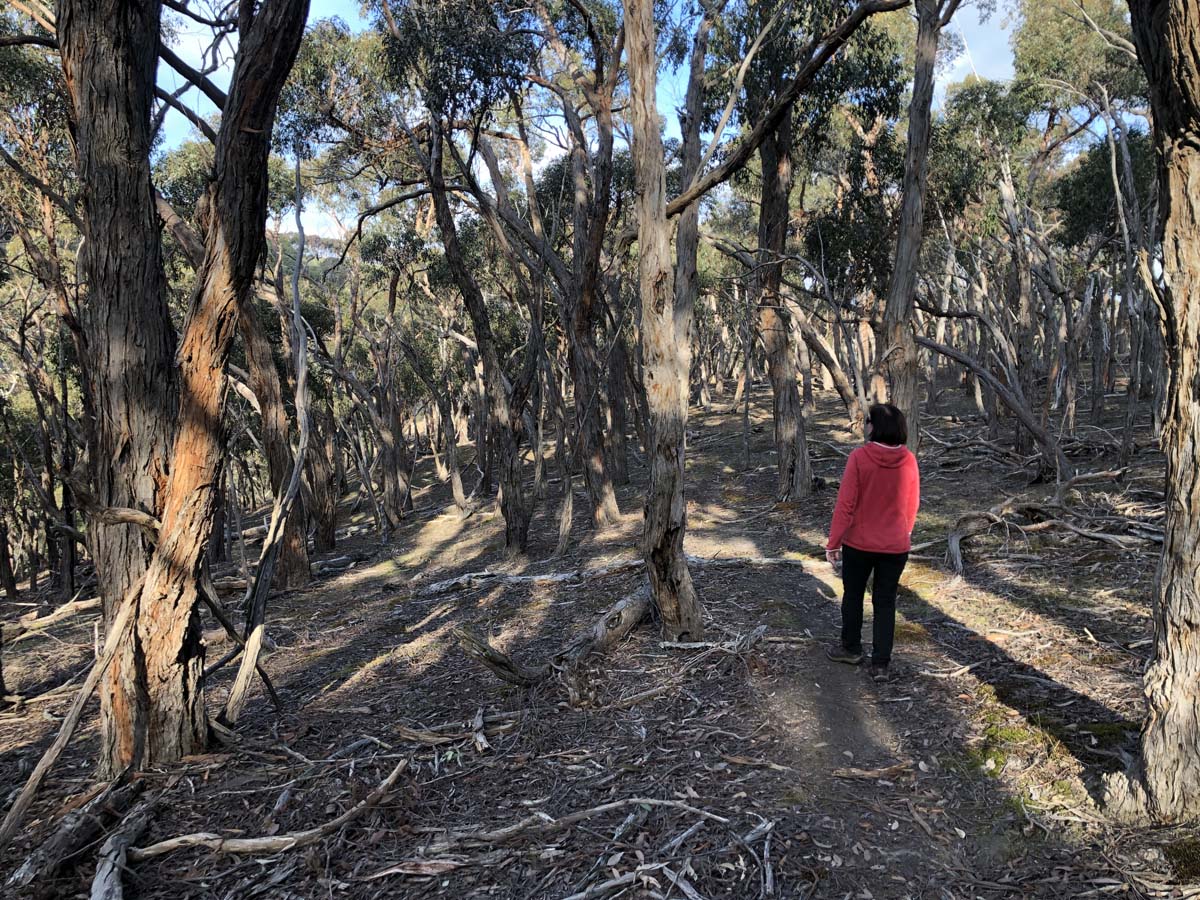 The little forest circuit hike 22