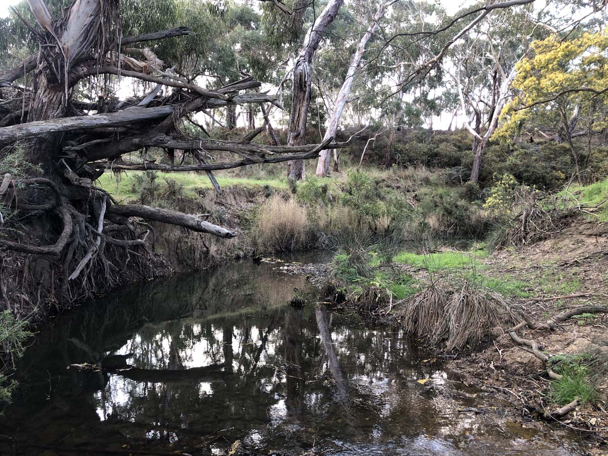 The little forest circuit hike 26