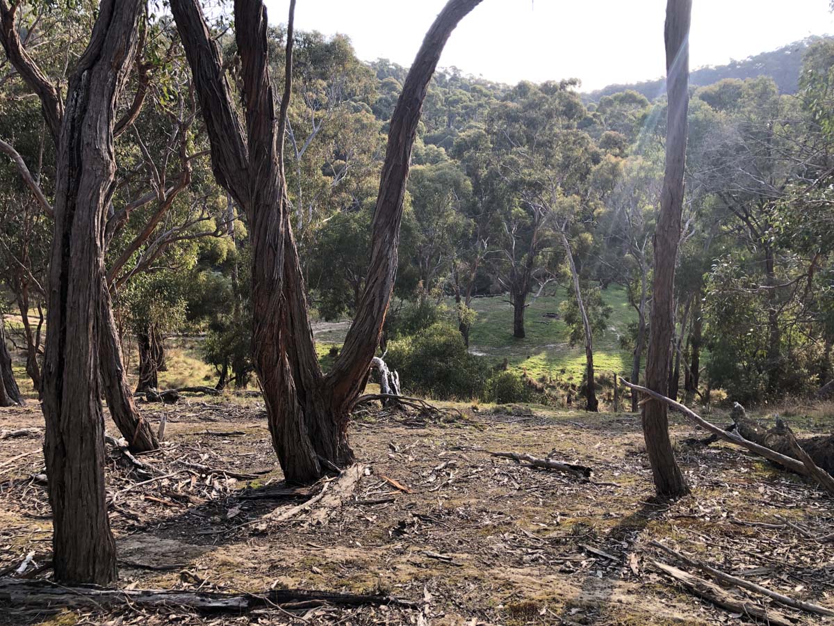 The little forest circuit hike 27