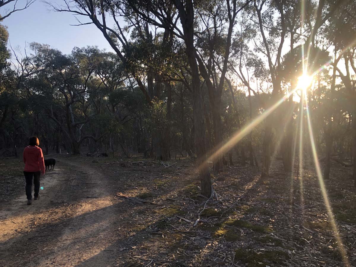 The little forest circuit hike 28