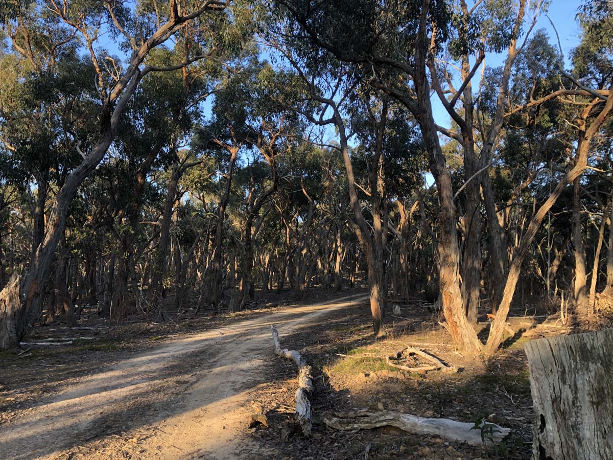 The little forest circuit hike 29