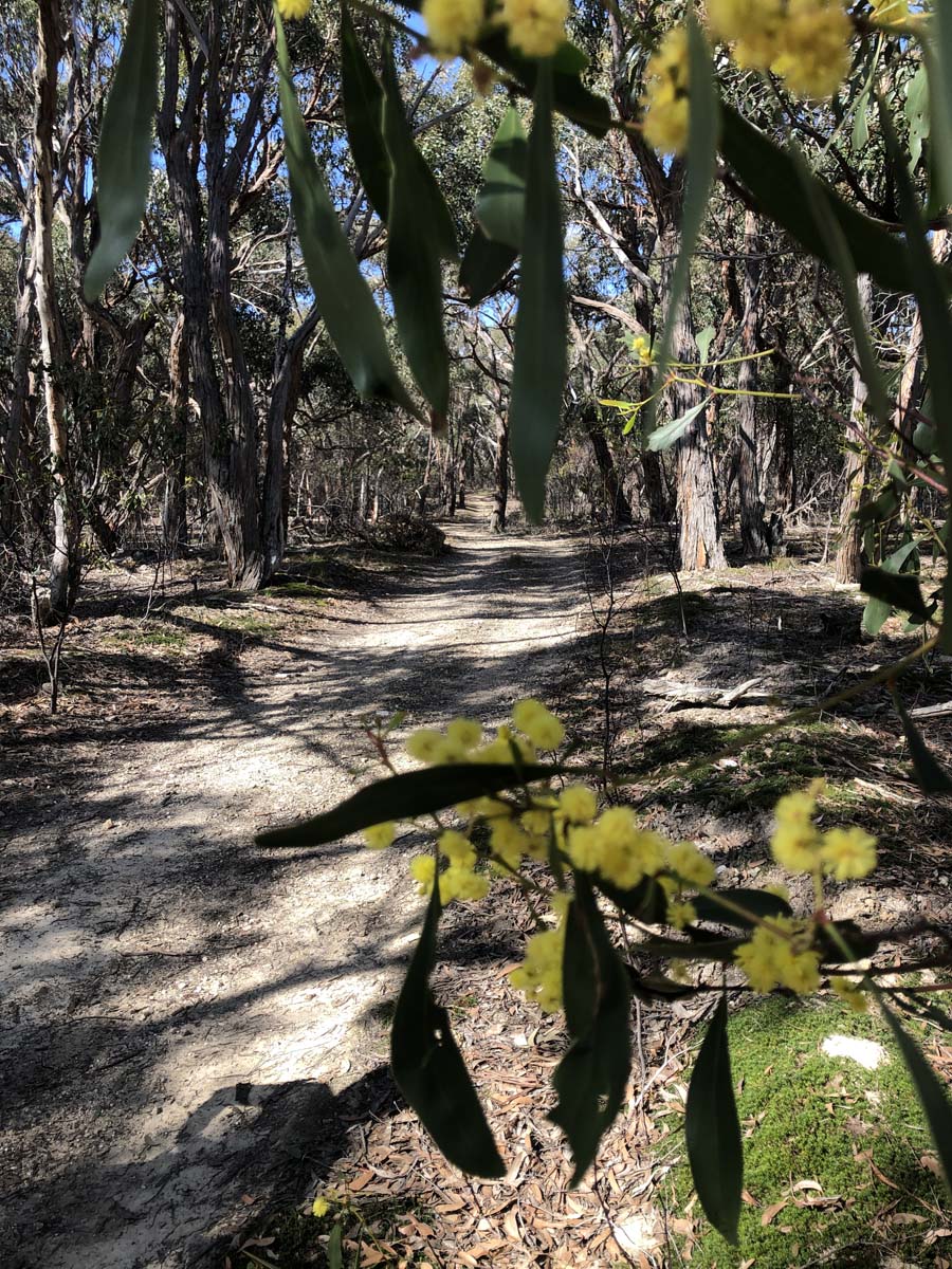 The little forest circuit hike 3