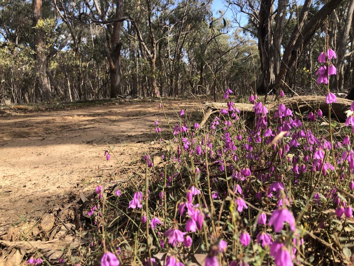 The little forest circuit hike 4