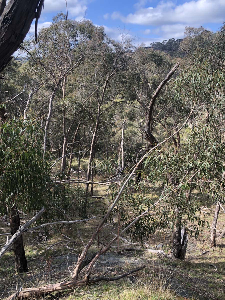 The little forest circuit hike 5
