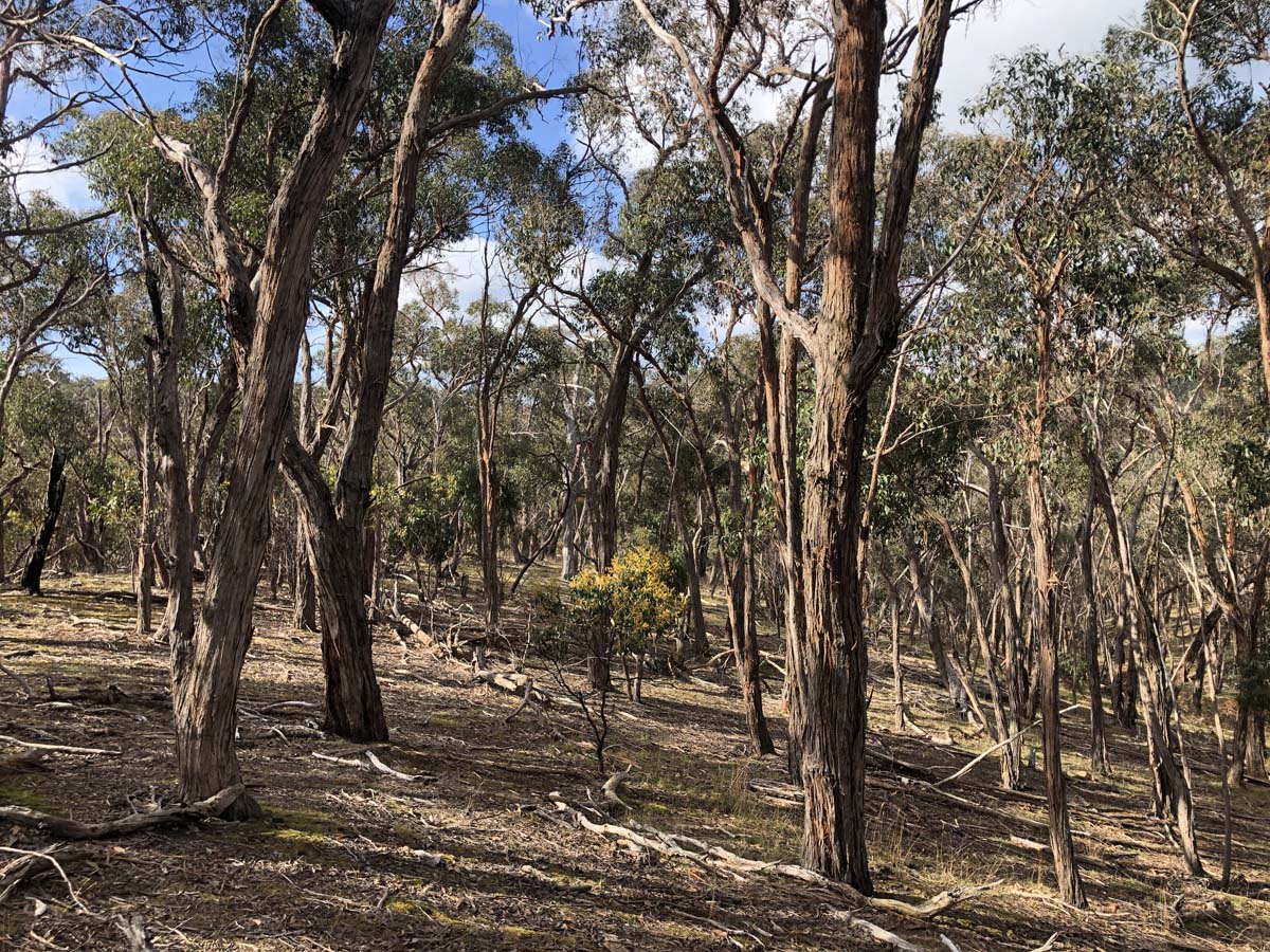 The little forest circuit hike 8