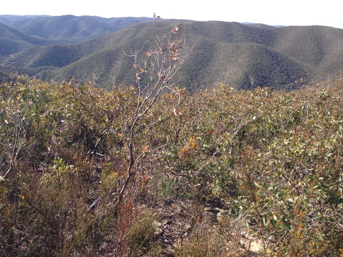 The scenic rim circuit lerderderg (27)