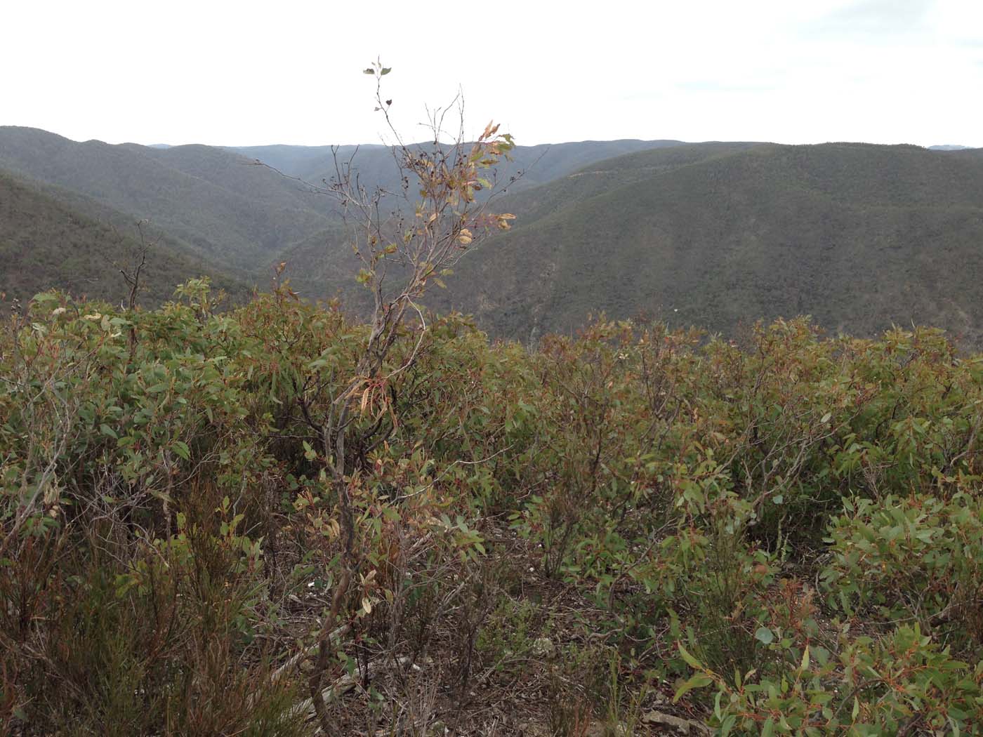 The scenic rim circuit lerderderg (52)