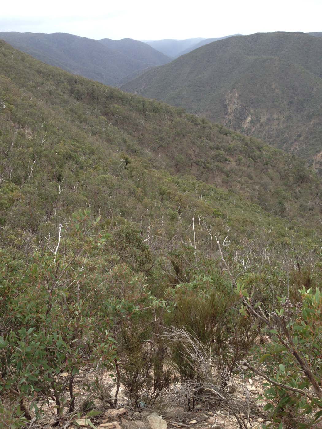 The scenic rim circuit lerderderg (55)