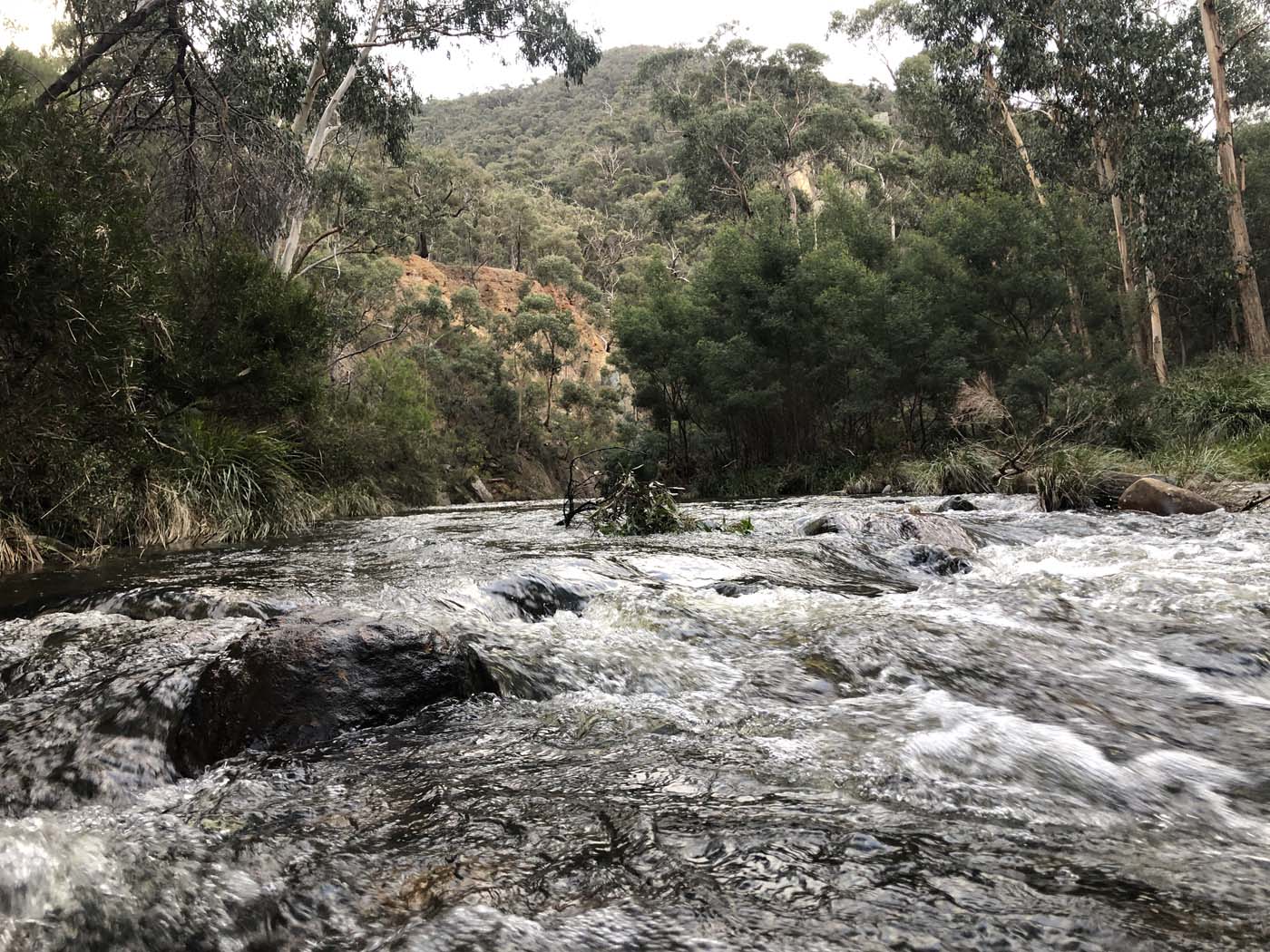 The scenic rim river link 1 hike (16)