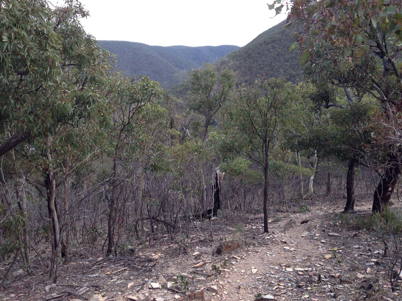 The scenic rim river & link 2 (4)