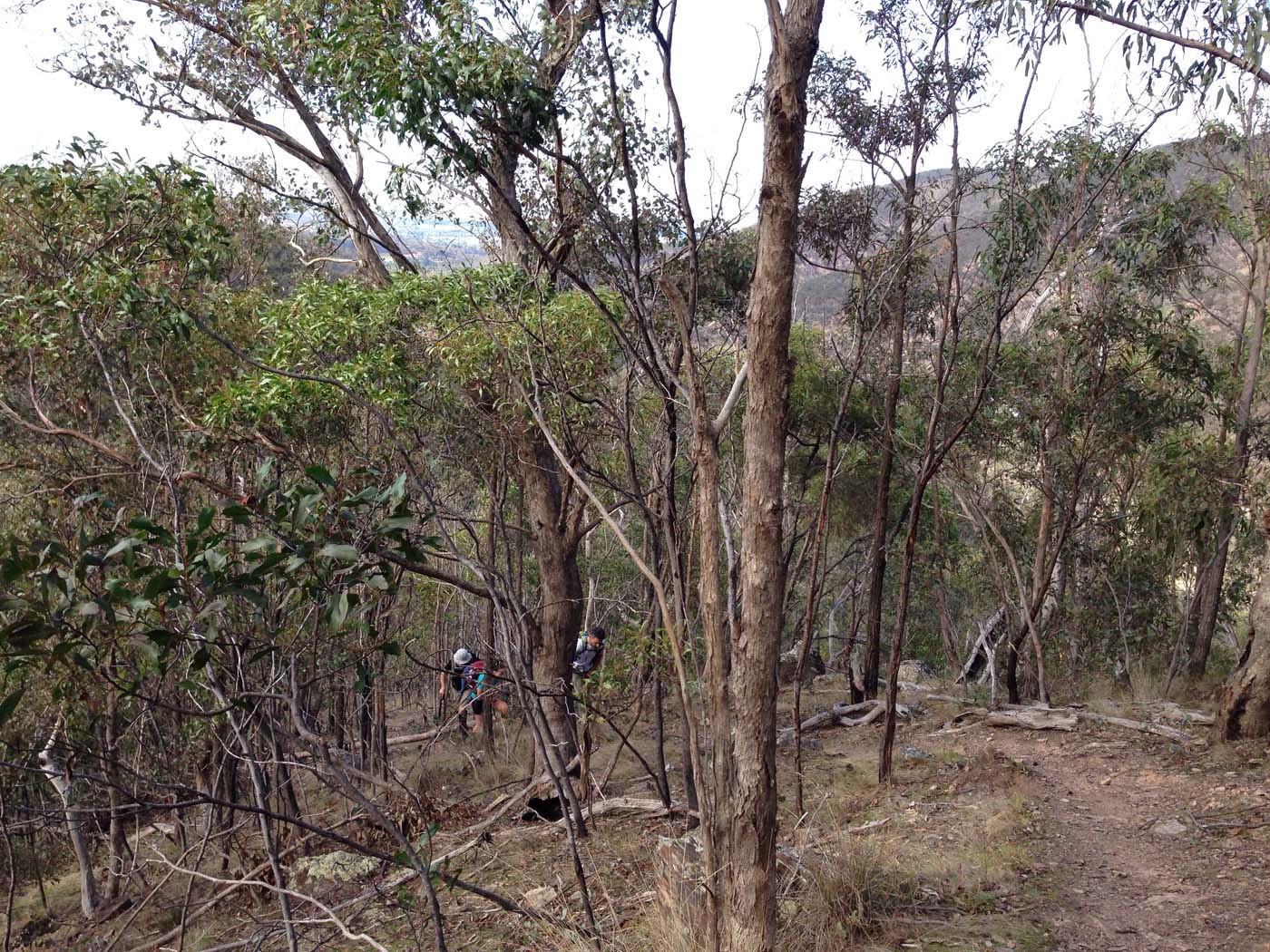 The scenic rim river & link 2 (5)