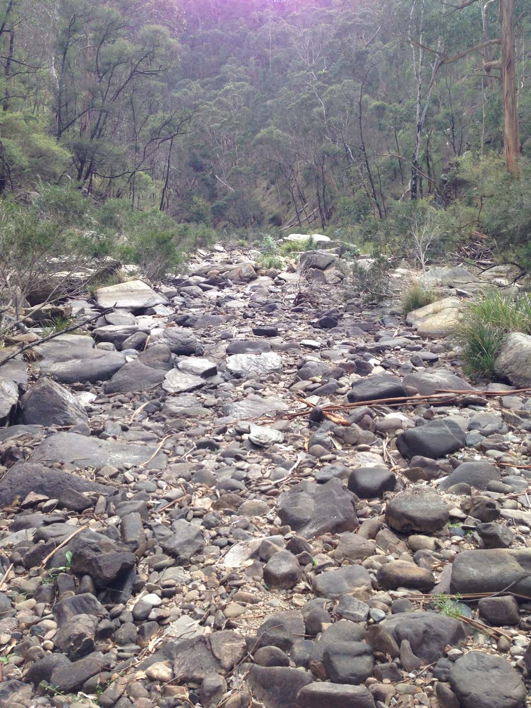 The scenic rim river & spur track (4)
