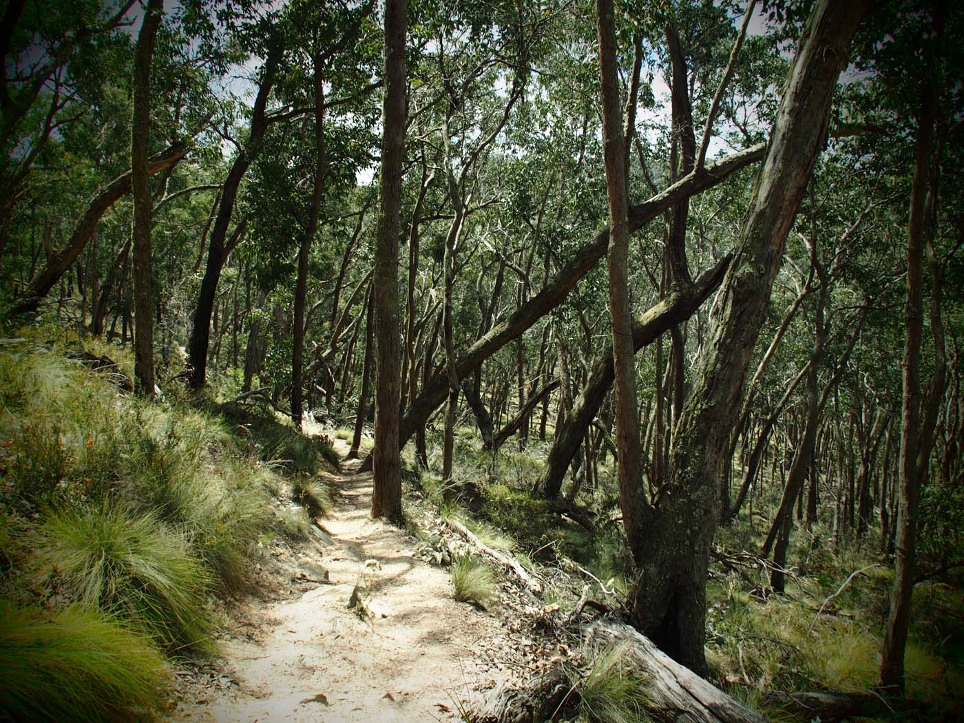 The tunnel & sardine creek hike (18)