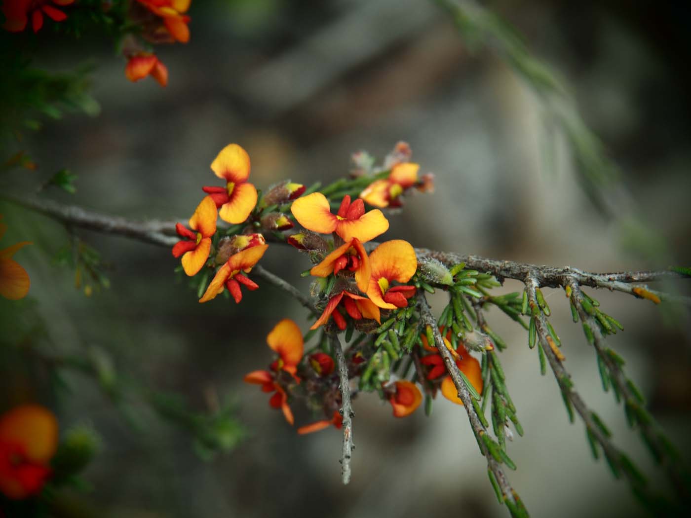 The tunnel & sardine creek hike (19)