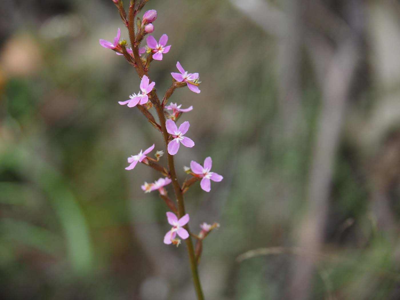 The tunnel & sardine creek hike (21)