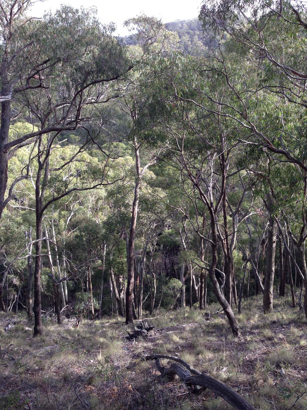 The tunnel & sardine creek hike (44)