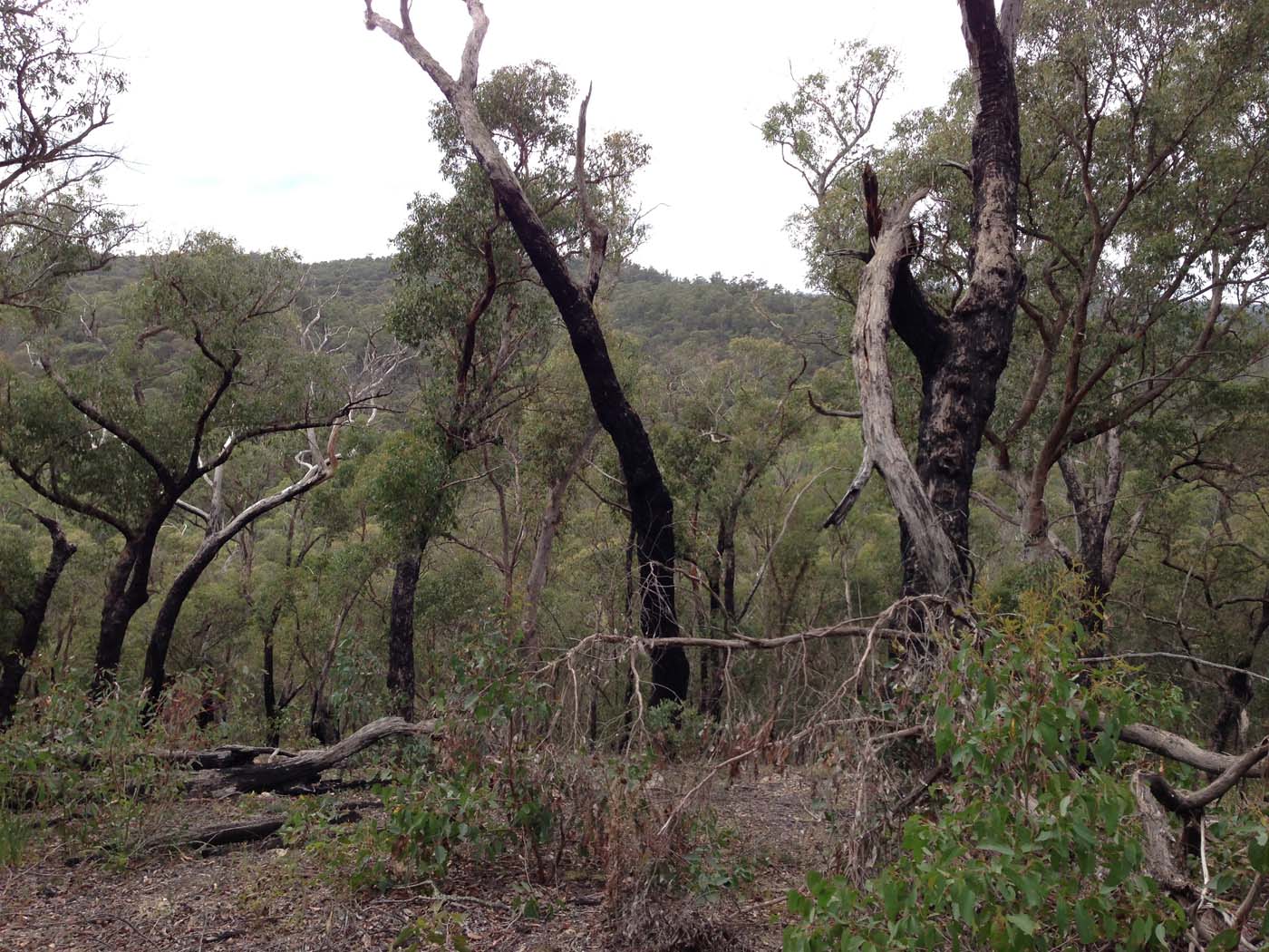 The tunnel & sardine creek hike (60)