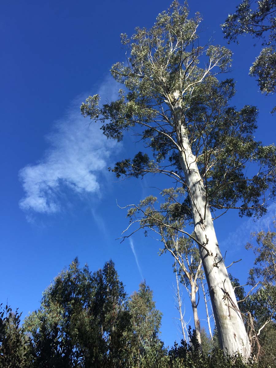 The viking & blue hills circuit hike 10