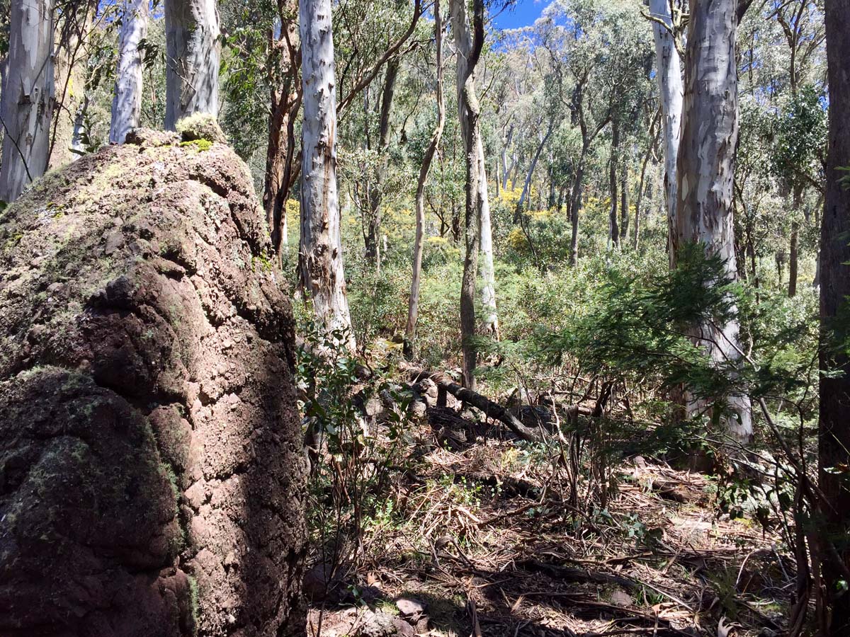 The viking & blue hills circuit hike 23