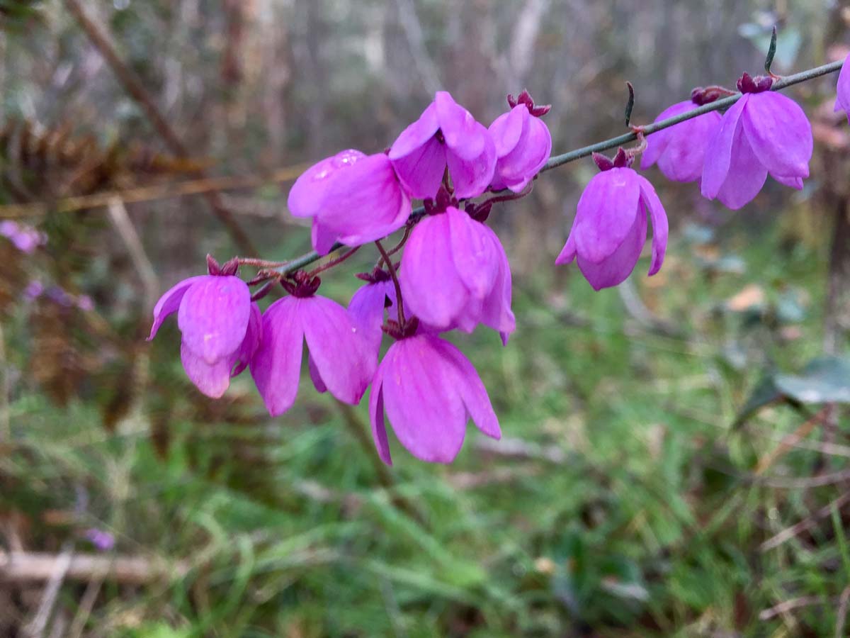 The viking & blue hills circuit hike 88