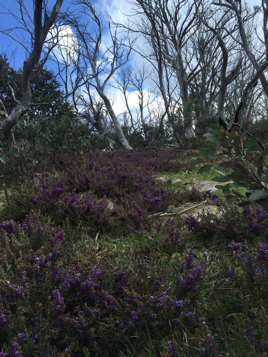 The viking circuit hike 107