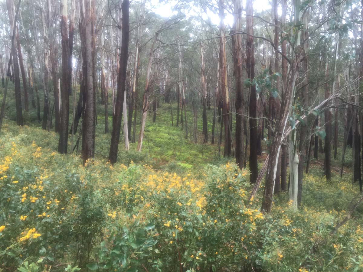 The viking circuit hike 86