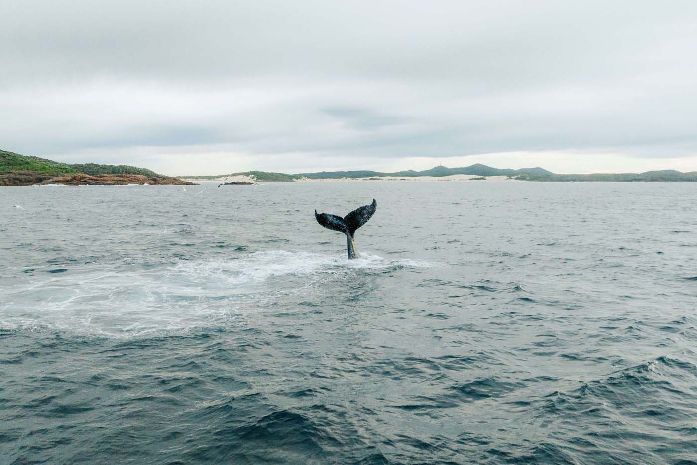 Tomaree coastal walk whales credit dparsons dcceew
