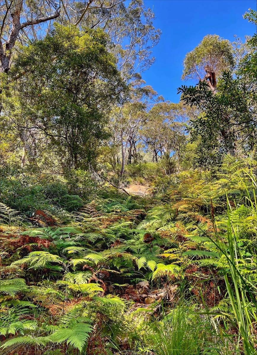 Tomaree head summit walk (1)