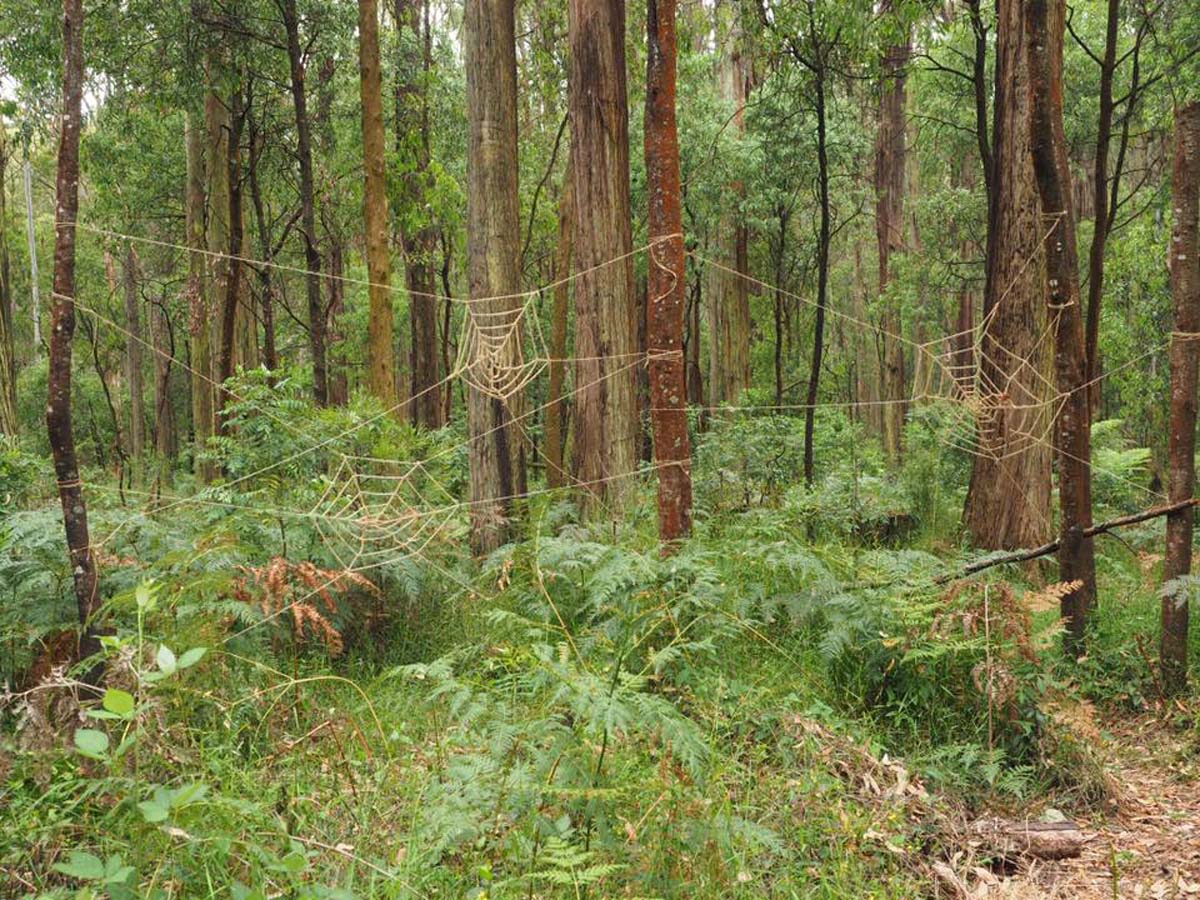 Toolangi sculpture trail walk 11