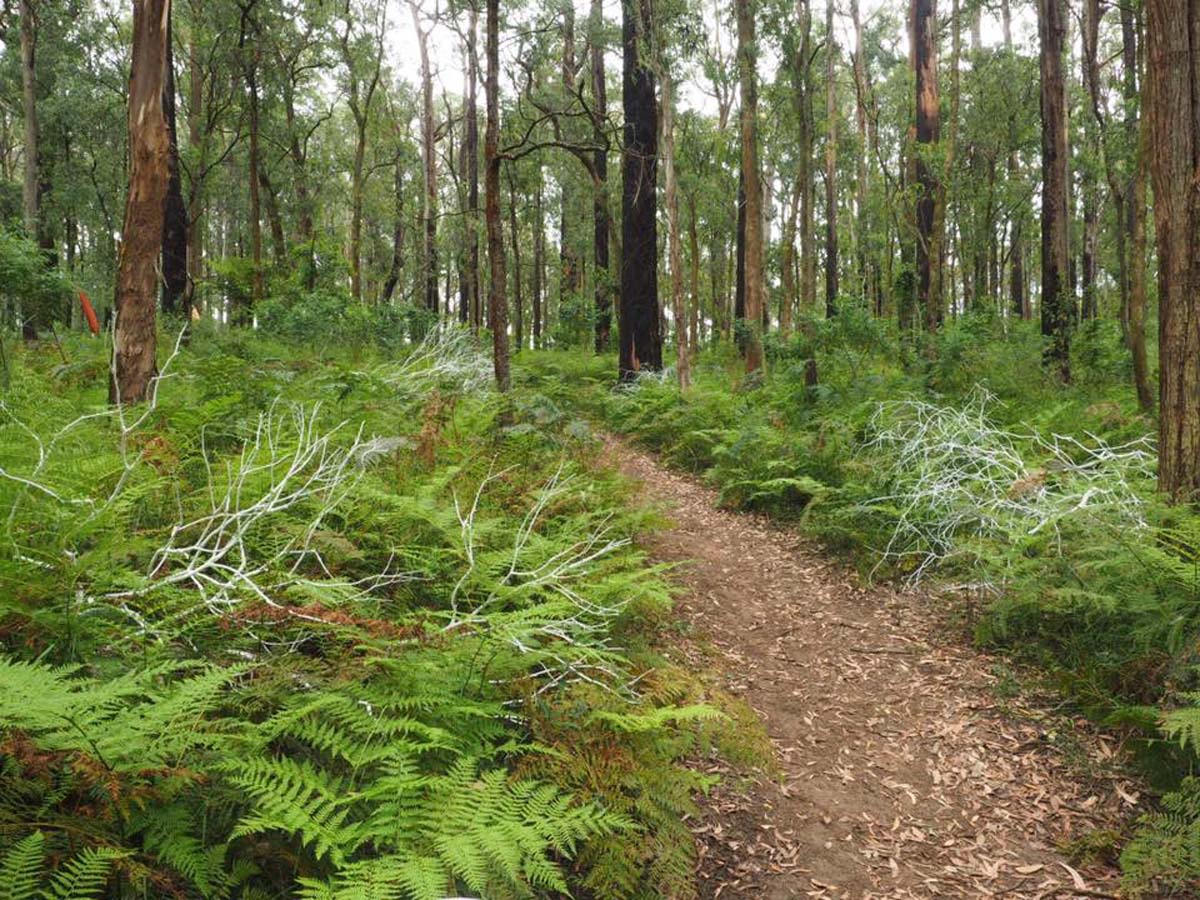 Toolangi sculpture trail walk 2