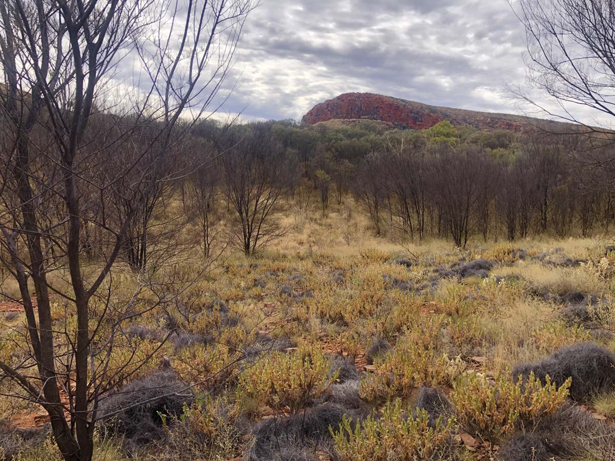Trephina ridgetop walk (3)