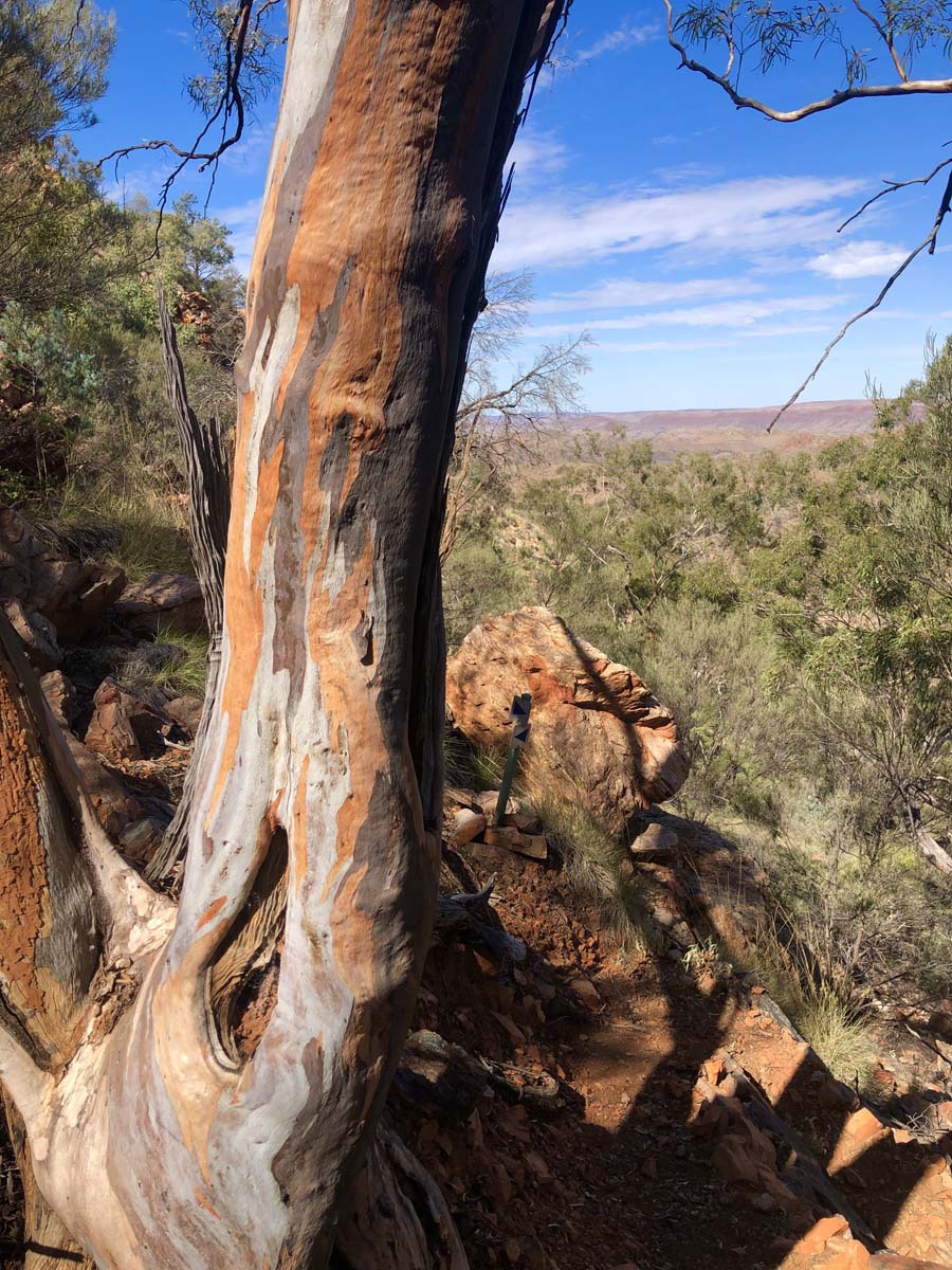 Trephina ridgetop walk (9)