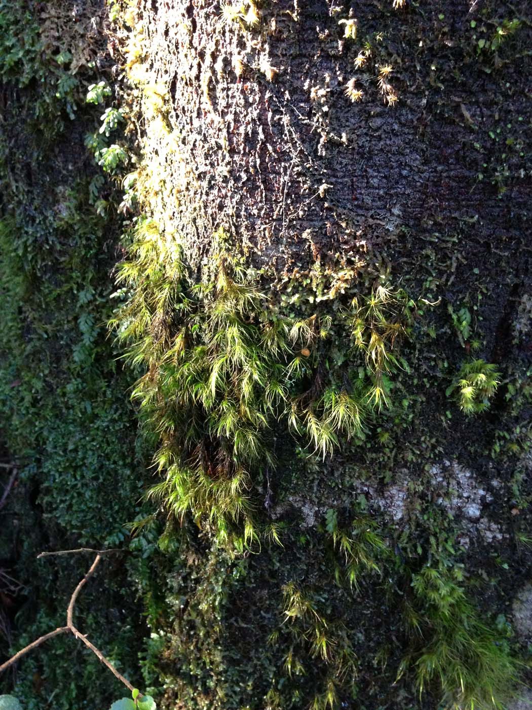 Triplet falls circuit walk (9)